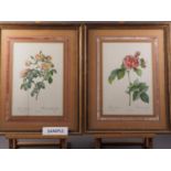 A set of four Redoute rose prints, in velvet lined mount and gilt frames