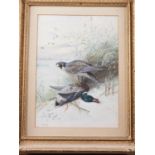 F G England, 1900: a watercolour study of a peregrine falcon and a duck, 16" x 10 1/2", in gilt