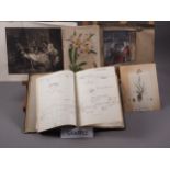 A collection of unframed book illustrations, mainly botanical studies, and three mounted 19th