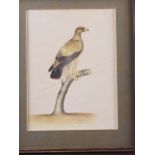 Indian 19th century school: study of a bird of prey, 9 1/4" x 7", in oak strip frame (damages to
