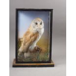 A taxidermy barn owl, in glass case
