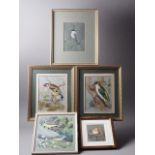 Five framed watercolour/gouache studies of birds, comprising Rosemary Timney: robin, M Lees: grey
