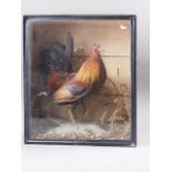 A taxidermy rooster, in glass fronted case, 14 3/4" wide x 8" deep x 17" high