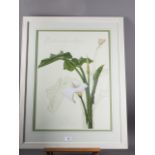 Thalia Lincoln: a signed colour print, Zantedeschia Aethiopica, in strip frame