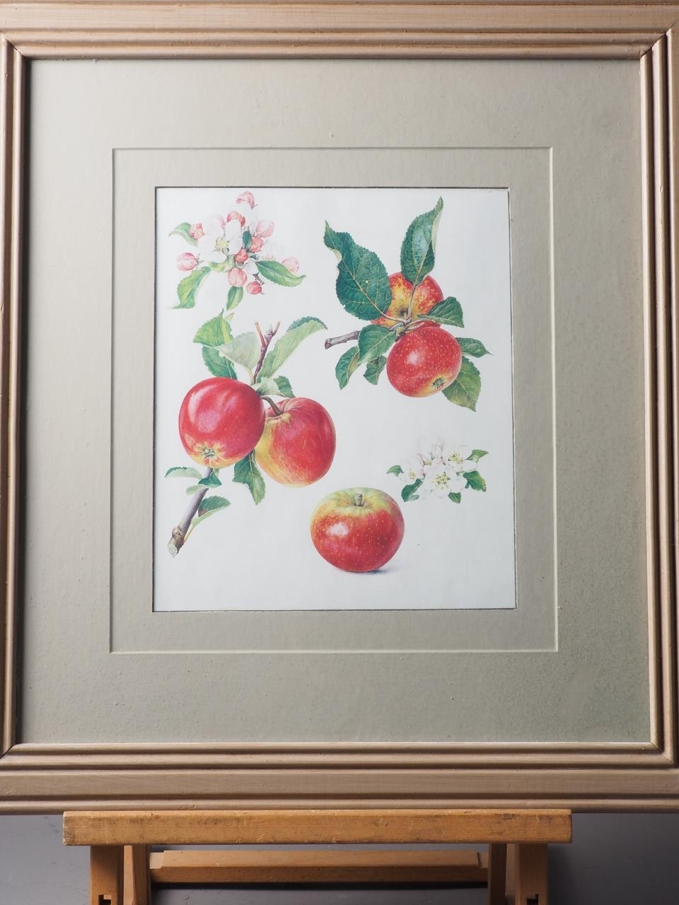 A set of three prints, studies of apples, in grey painted frames