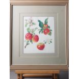 A set of three prints, studies of apples, in grey painted frames