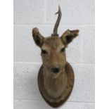 Taxidermy; a deer head on mount bearing label 'Van Thieghem 62 Rue de Marais 62 Bruxelles',
