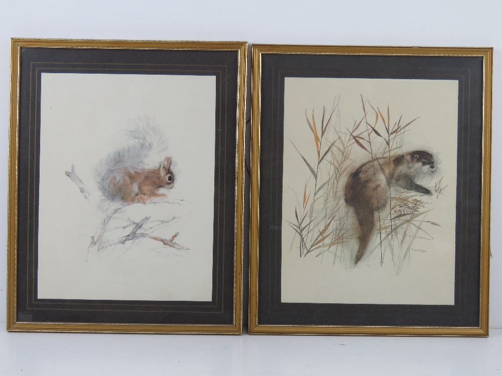 A pair of prints by Mad Stage being a otter and a squirrel, each 23 x 30cm, framed and mounted.