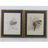 A pair of prints by Mad Stage being a otter and a squirrel, each 23 x 30cm, framed and mounted.