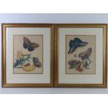 A pair of lepidoptera prints taken from lithographs held by The Zoological Society of London;