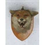An early 20th century fox mask on shield mount 'C.F.H Binscombe 19.12.