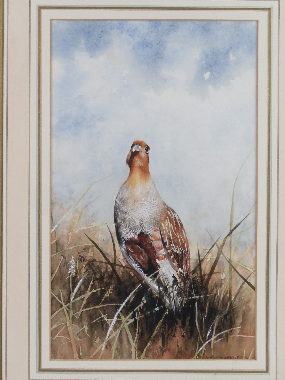 Ann Willoughby King ( mid XX) Watercolour with gouache highlights Portrait of a English Partridge - Image 2 of 4