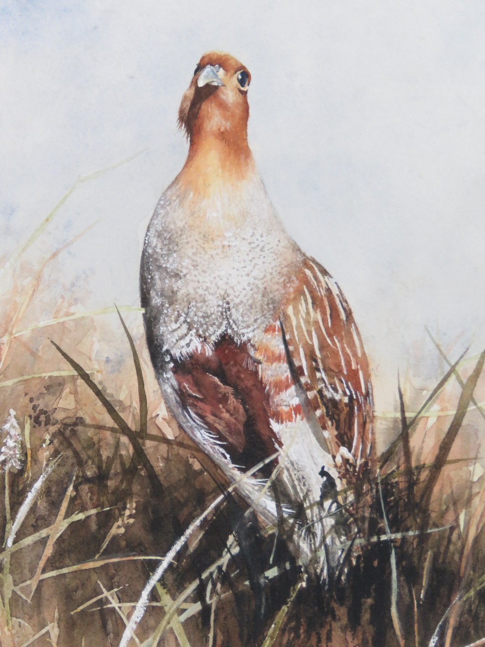 Ann Willoughby King ( mid XX) Watercolour with gouache highlights Portrait of a English Partridge - Image 4 of 4