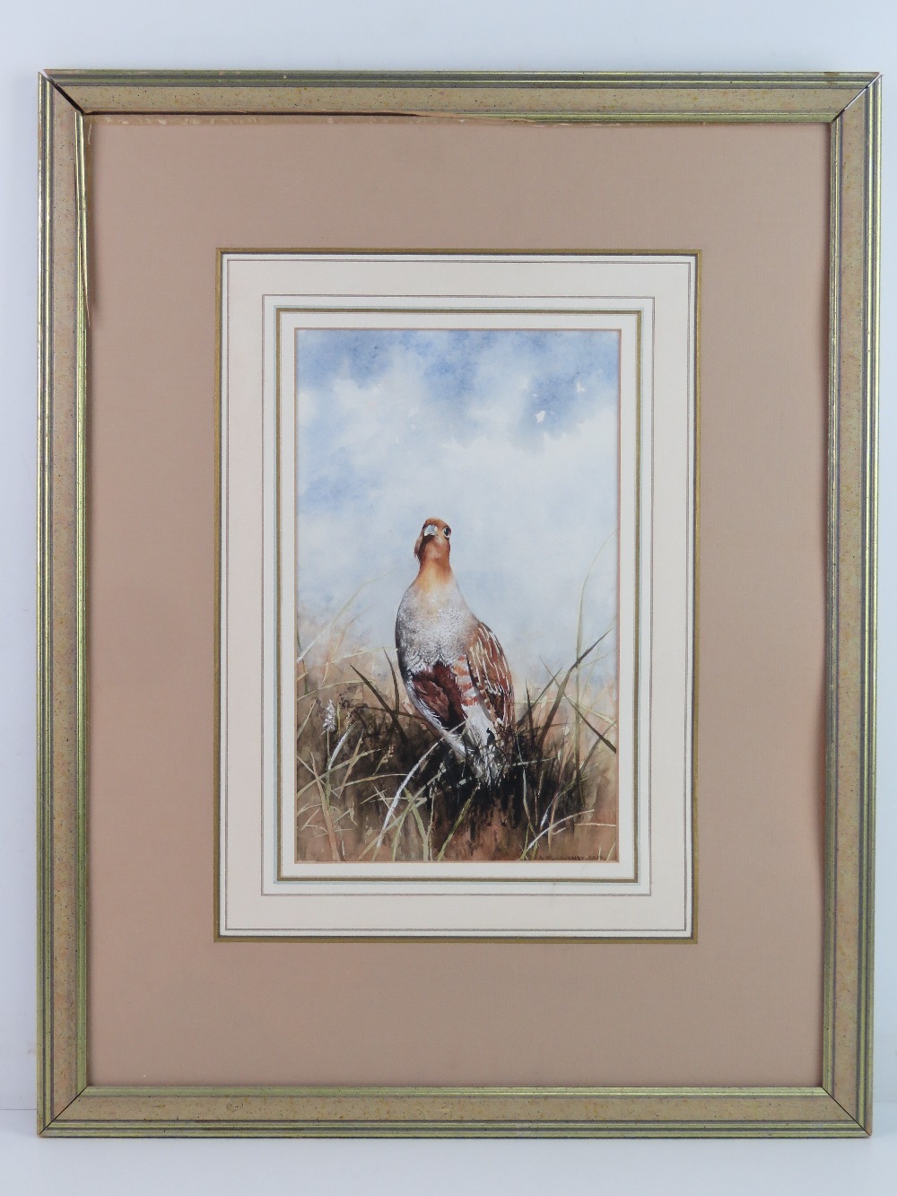 Ann Willoughby King ( mid XX) Watercolour with gouache highlights Portrait of a English Partridge