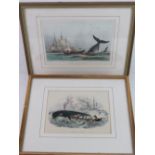 Two Whaling Hand Coloured Engravings: Rouargue after Morel XIX Hand coloured engraving 'peche de le