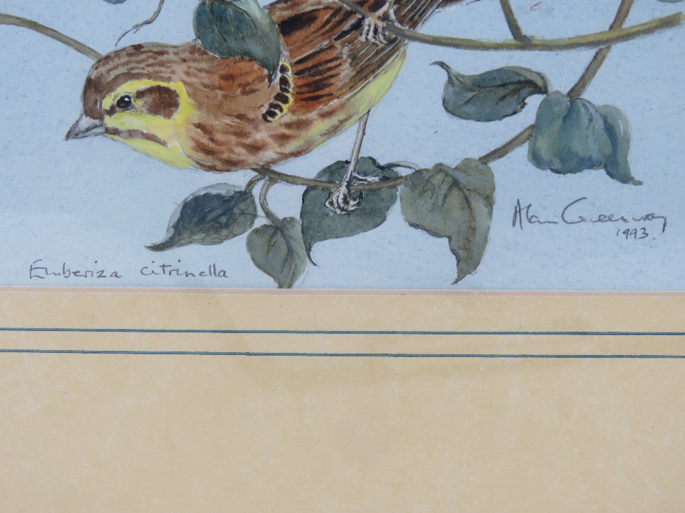 Alan Greenway; Watercolour 'Emberiza Citrinella', signed in pencil and dated 1993, - Image 3 of 3