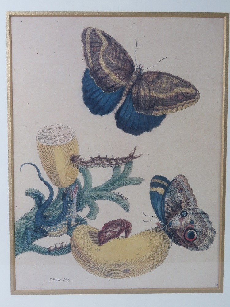 A pair of lepidoptera prints taken from lithographs held by The Zoological Society of London; - Image 2 of 4