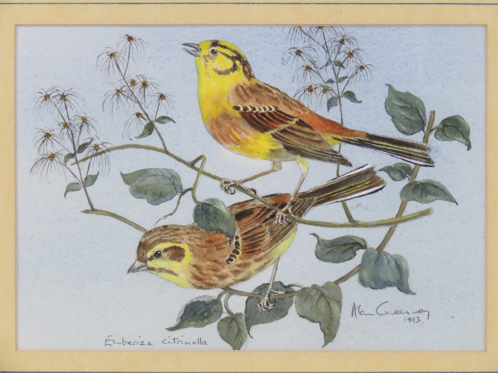 Alan Greenway; Watercolour 'Emberiza Citrinella', signed in pencil and dated 1993, - Image 2 of 3