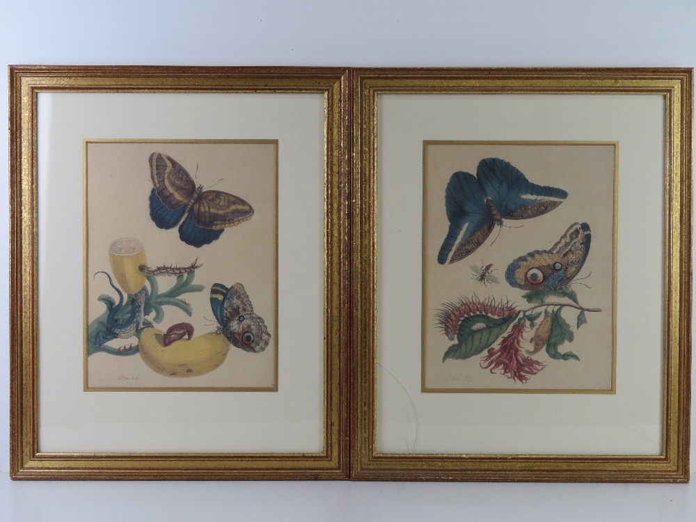 A pair of lepidoptera prints taken from lithographs held by The Zoological Society of London;