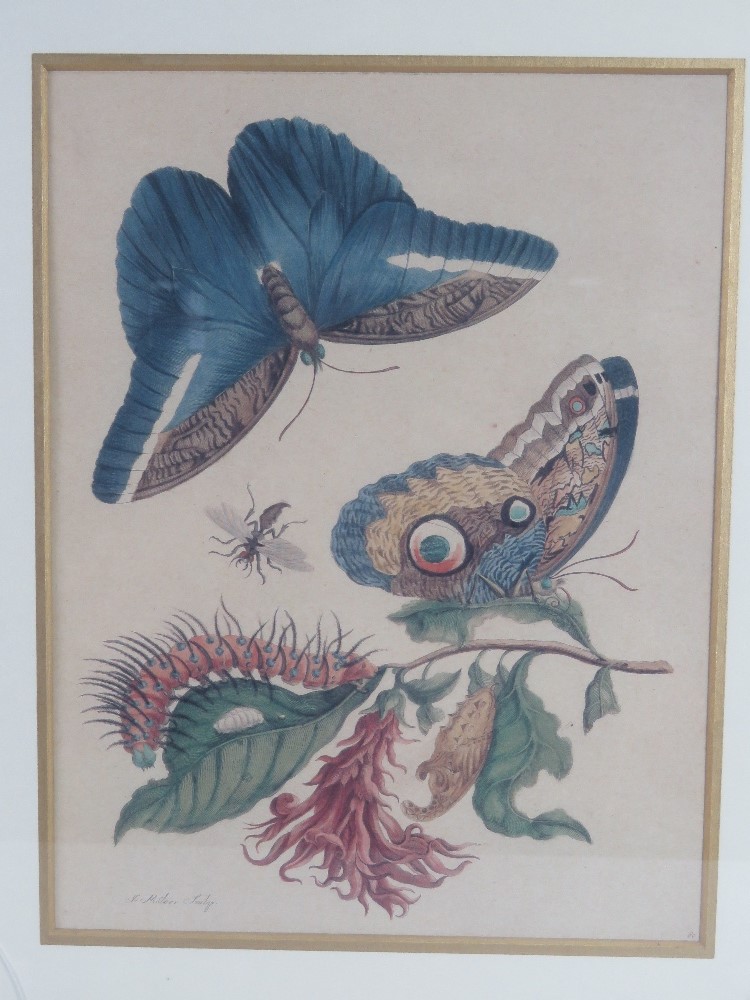 A pair of lepidoptera prints taken from lithographs held by The Zoological Society of London; - Image 3 of 4