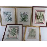 A quantity of botanical framed engravings and prints.