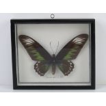 Taxidermy; Trogonoptera brookiana, Rajah Brooke's birdwing butterfly in glazed case.
