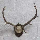 A pair of stag antlers mounted on shield approx 70 x 60cm.