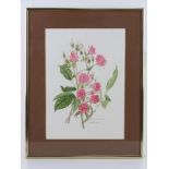 Watercolour; study of Rosa 'Pink Grootemdorst' by Gladys Tonge 1981, 36 x 26cm, framed and mounted.