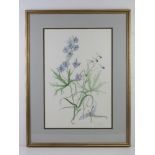 Watercolour study of Delphinium Belladonna by Gladys Tonge 1979, framed and mounted, 55 x 36cm.