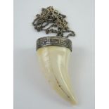 A boar tooth pendant set in white metal with key pattern upon on 925 silver chain. Pendant approx