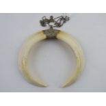 A Native American style boar tusk pendant having white metal fittings approx 9.5cm wide.