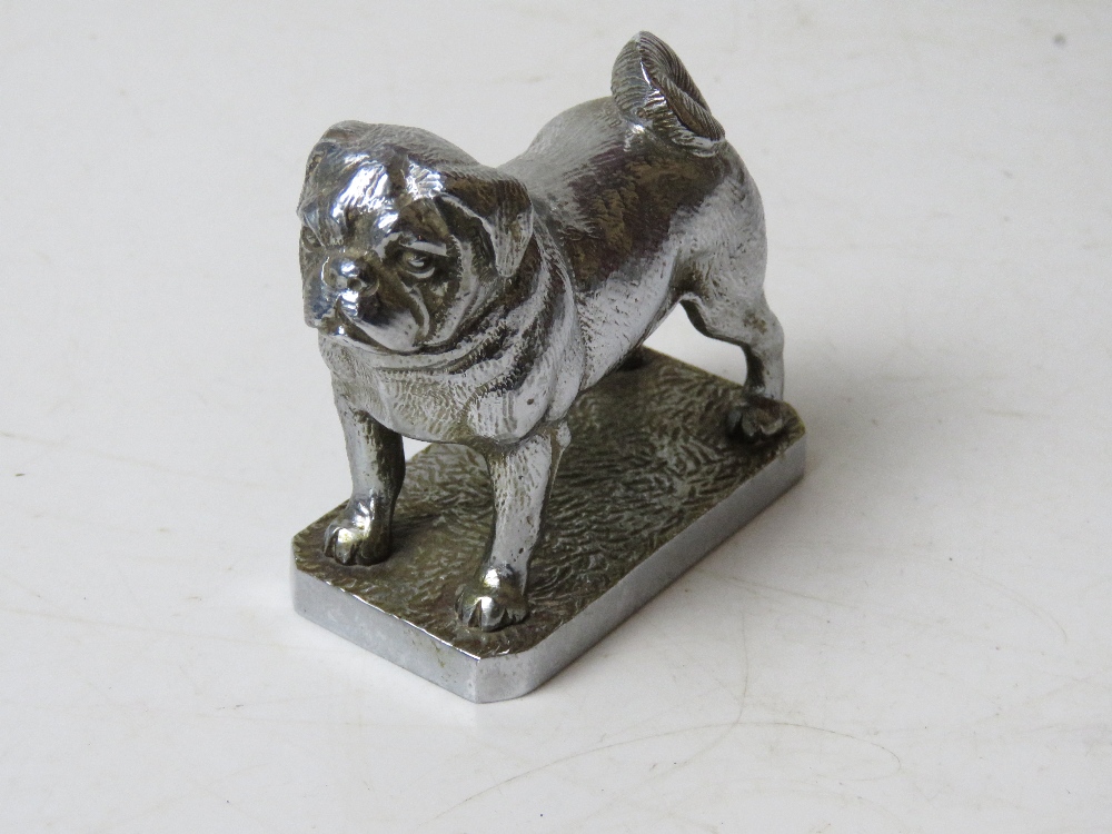 An English made chromed car mascot in the form of a pug, approx 9cm in length.