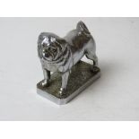 An English made chromed car mascot in the form of a pug, approx 9cm in length.