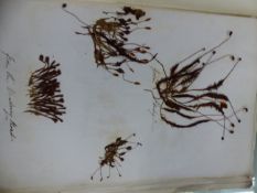 AN 1846 COLLECTION OF DRIED MOSSES WITH SOME WELSH LOCATIONS NOTED IN INK ON THE FOLDER PAGES