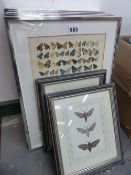 A GROUP OF BUTTERFLY AND MOTH RELATED PRINTS.