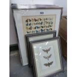 A GROUP OF BUTTERFLY AND MOTH RELATED PRINTS.