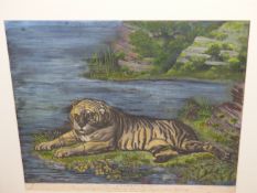 AFTER GEORGE STUBBS. AN ANTIQUE COLOURED ENGRAVING OF A TIGER. 49 x 58cms
