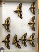 A GROUP OF VARIOUS LEPIDOPTERIST COLLECTORS CASES WITH CONTENTS.