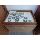 A GROUP OF VARIOUS LEPIDOPTERIST COLLECTORS CASES WITH CONTENTS.