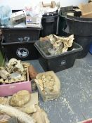 AN EXTENSIVE COLLECTION OF PREHISTORIC AND OTHER FOSSILS ETC. MANY IDENTIFIED AND LOCATED .