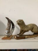 A TAXIDERMY WHITE AND BROWN FERRET TOGETHER WITH A PAIR OF CATTLE HORNS