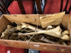 A MILLKIN & LAWLEY PINE CASED PART ANATOMICAL SKELETON.