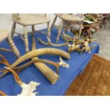 A QUANTITY OF ANTLERS AND HORNS.