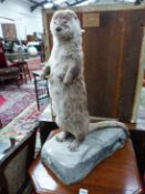 A TAXIDERMY FIGURE OF A CANADIAN OTTER STANDING ERECT ON ROCKY PLINTH. H 70cms.