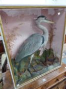 W.WYATT, A TAXIDERMY HERON IN A GLAZED GREY PAINTED CASE. W 65 x H 76cms.