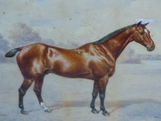 FRANK PATON (1855-1909) PORTRAIT OF A HORSE NAMED SEQUAH, SIGNED, WATERCOLOUR. 35 x 49cms