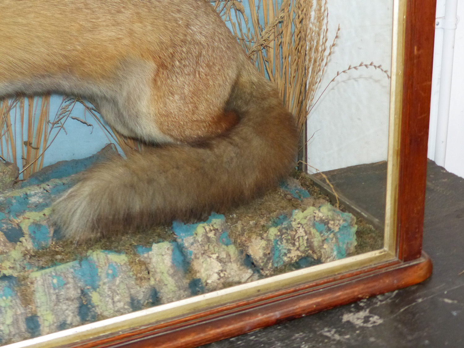 A WELL MOUNTED TAXIMERMY FOX IN MAHOGANY GLAZED CASE - Image 5 of 16