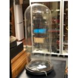 A LARGE VICTORIAN GLASS DOME WITH BLACK FINISHED WOODEN BASE 48cm INSIDE DIAMETER 20cm