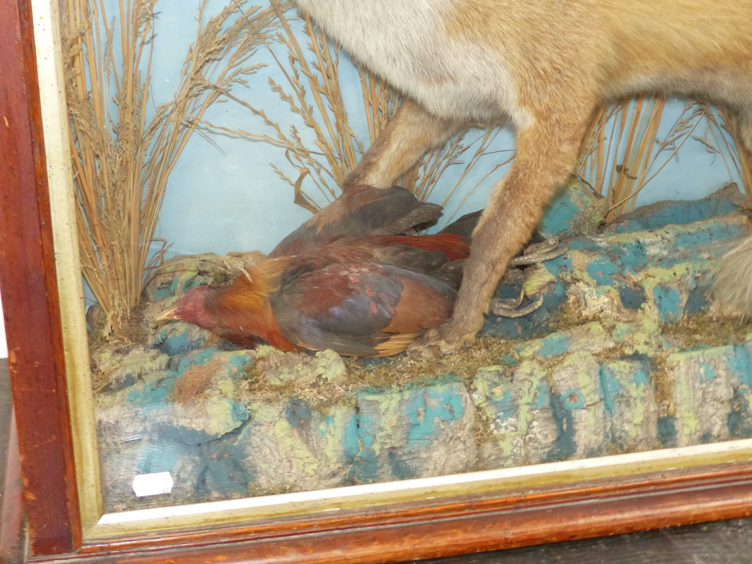 A WELL MOUNTED TAXIMERMY FOX IN MAHOGANY GLAZED CASE - Image 4 of 16