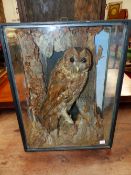 A TAXIDERMY TAWNY OWL IN A THREE SIDED GLAZED CASE. H 44.5cms.